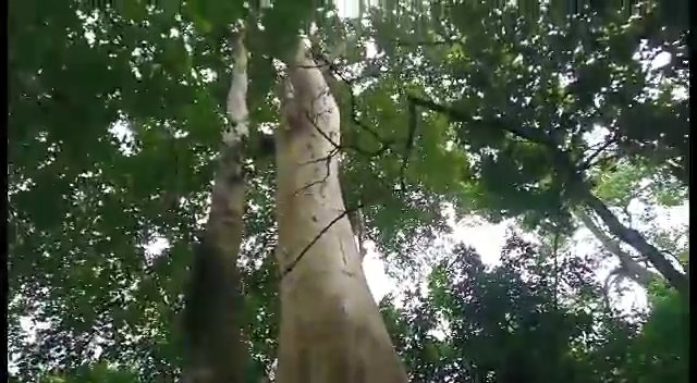 The Mysterious tree called Igi Nla